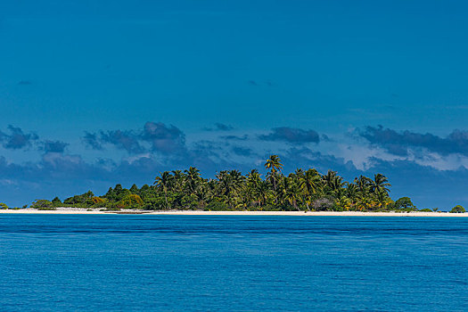 棕榈树,白沙滩,青绿色,水,土阿莫土群岛,法属玻利尼西亚,大洋洲