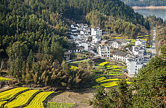 山谷乡村油菜花田