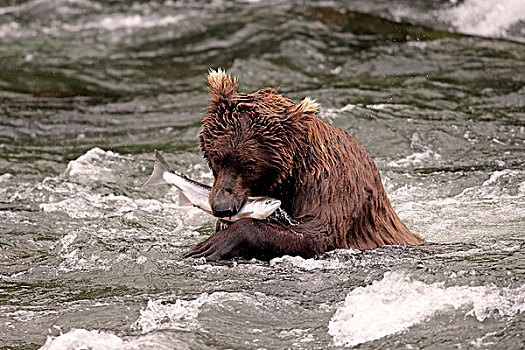 大灰熊,棕熊,成年,水,捕获,三文鱼,布鲁克斯河,卡特麦国家公园,保存,阿拉斯加,美国,北美