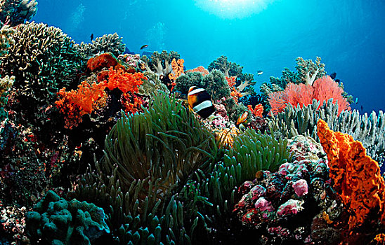 葵鱼,西里伯斯海,苏拉威西岛,印度尼西亚