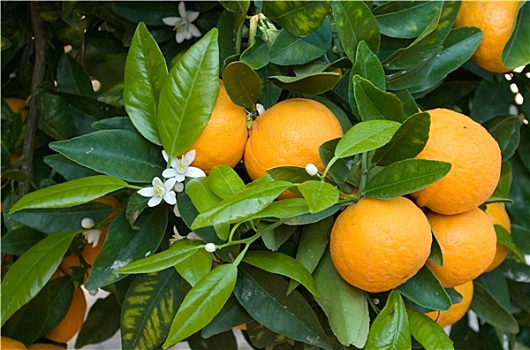 树,成熟,柑橘