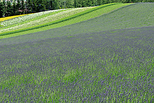 日本北海道薰衣草花海