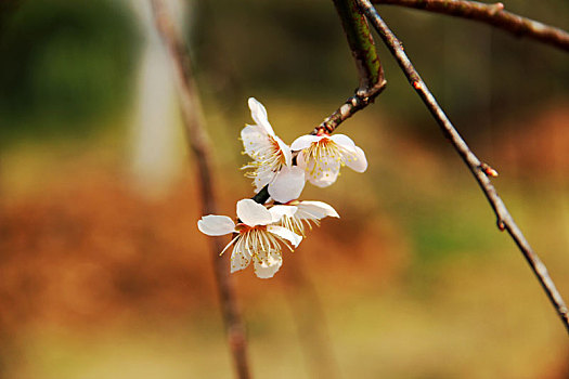 踏春,植物园,赏花