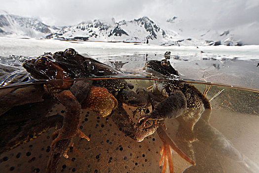 蛙,中国林蛙,竞争,女性,2000年,阿尔卑斯山,法国