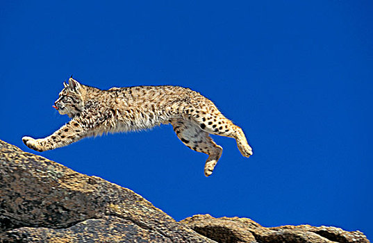 美国山猫,短尾猫,成年,跳跃,岩石上,加拿大