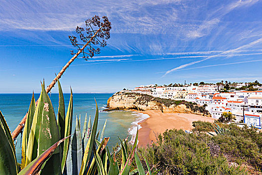 龙舌兰,正面,俯视图,阿尔加维,葡萄牙