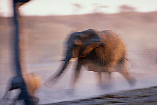 模糊,非洲象,跑,非洲