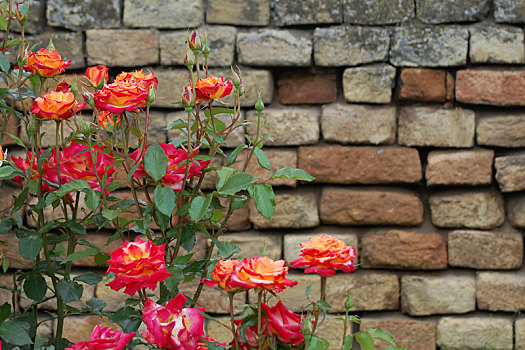 玫瑰,砖墙,背景