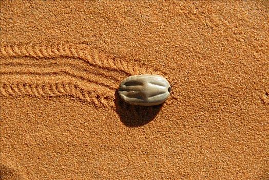 圆润,沙子,叶子,痕迹,轨迹,却比沙丘,梅如卡,摩洛哥