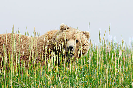 褐色,大灰熊,棕熊,隐藏,高草,阿拉斯加,美国