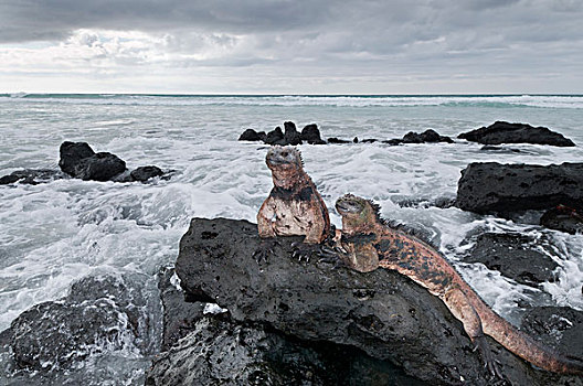 海鬣蜥,一对,沿岸,石头,加拉帕戈斯群岛,厄瓜多尔