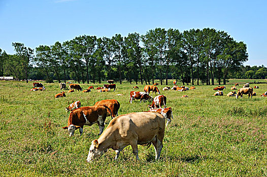 母牛,大,草场,牛,白杨,树,背影,梅克伦堡前波莫瑞州,德国,欧洲