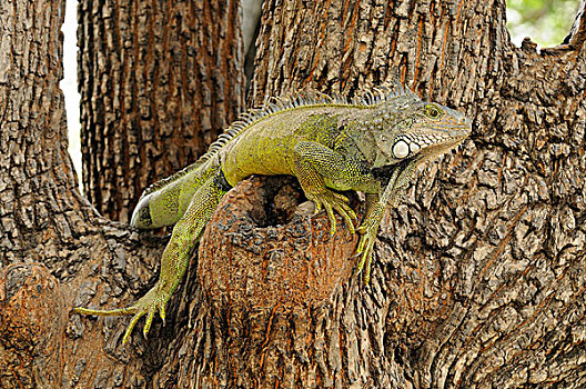 绿鬣蜥,成年,休息,树上,公园,瓜亚基尔,厄瓜多尔,南美