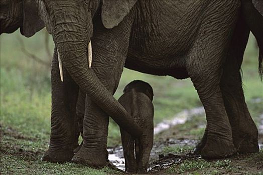 非洲象,诞生,幼兽,母亲,恩格罗恩格罗,保护区,坦桑尼亚