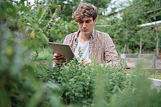 男人,花园,数码,植物