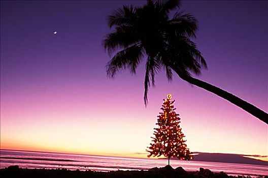夏威夷,毛伊岛,欧咯瓦鲁,圣诞树,发光,海洋,月亮,远景