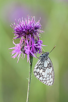 白蝴蝶,褐色,黑矢车菊,北方,黑森州,德国,欧洲