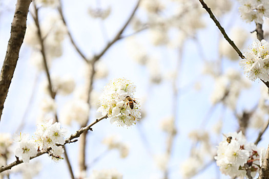 生活,花卉