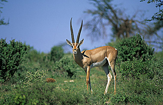 瞪羚,植被,桑布鲁野生动物保护区,肯尼亚,非洲