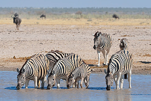 牧群,斑马,马,喝,水坑,埃托沙国家公园,纳米比亚,非洲