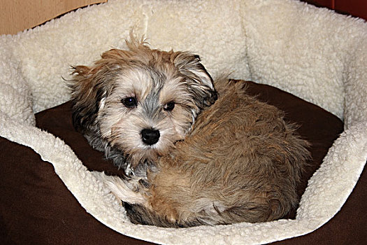 哈瓦那犬,小动物,3个月