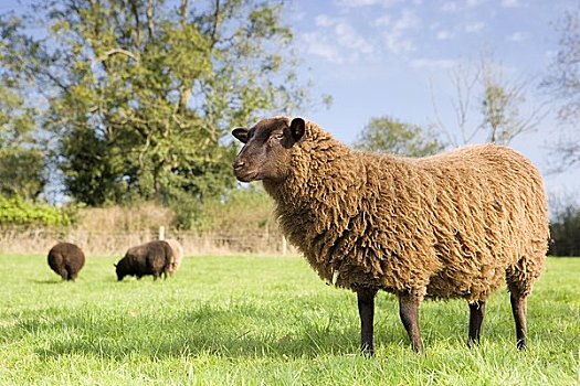 绵羊,地点,德文郡,英格兰