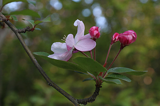 海棠花