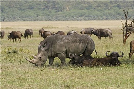 犀牛,白犀牛,牧群,水牛,纳库鲁湖国家公园,肯尼亚