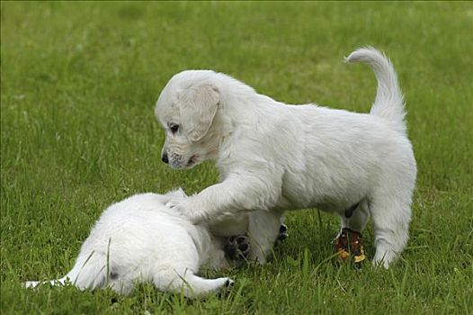 两个,金毛猎犬,小狗,玩