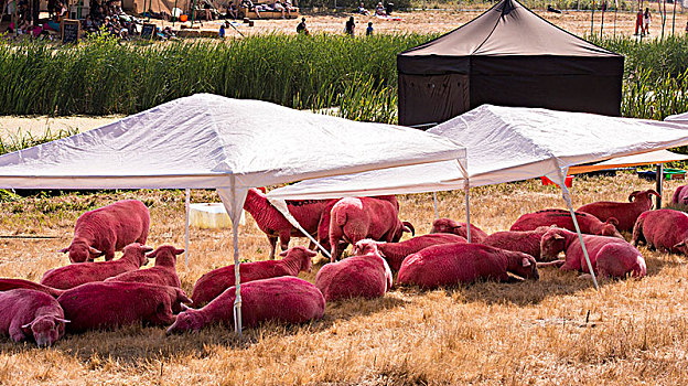 粉色,绵羊,遮蔽,热,纬度,节日