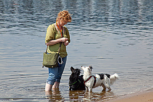 女人,两只,狗,水,海滩,易北河,汉堡市,德国,欧洲