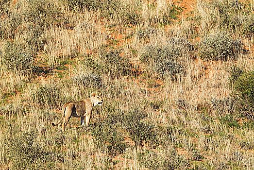 雌狮,狮子,雌性,沙丘,卡拉哈里沙漠,卡拉哈迪大羚羊国家公园,南非,非洲