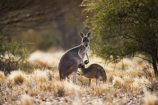 红袋鼠,母亲,哺乳,幼兽,国家公园,新南威尔士,澳大利亚