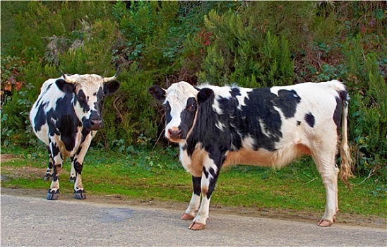 照片,母牛,新西兰
