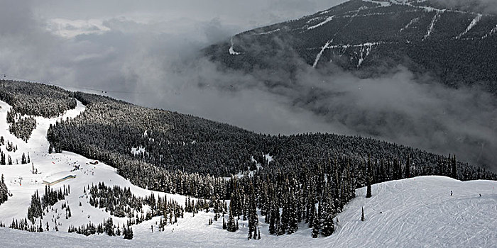 风景,积雪,树,山,惠斯勒,不列颠哥伦比亚省,加拿大