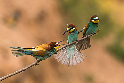 三个,食蜂鸟,黄喉蜂虎,坐在树上,莱茵兰普法尔茨州,德国,欧洲