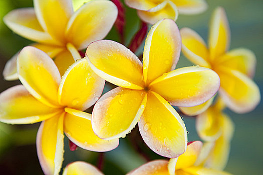 夏威夷,瓦胡岛,簇,鸡蛋花,花