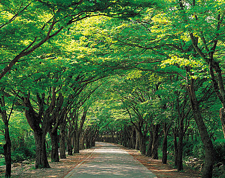 荫凉,树,道路