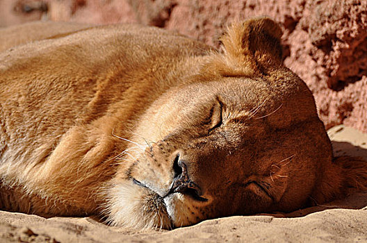 睡觉,狮子