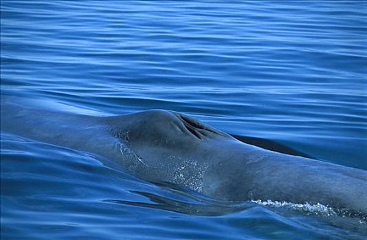蓝鲸,成年,呼吸,水面,展示,呼吸孔,南方,加利福尼亚湾,墨西哥