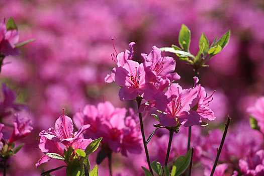 杜鹃花