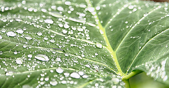 叶子,雨,背景,壁纸