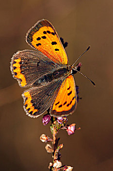 红灰蝶,蝴蝶,石南花,荷兰