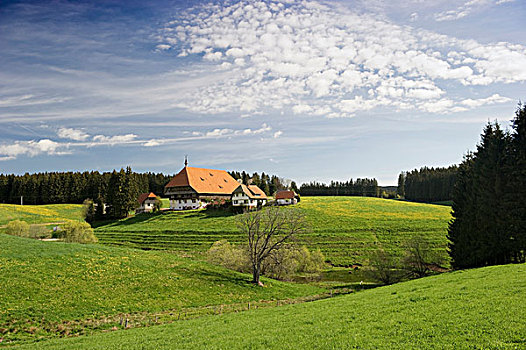 农舍,靠近,黑森林,巴登符腾堡,德国,欧洲