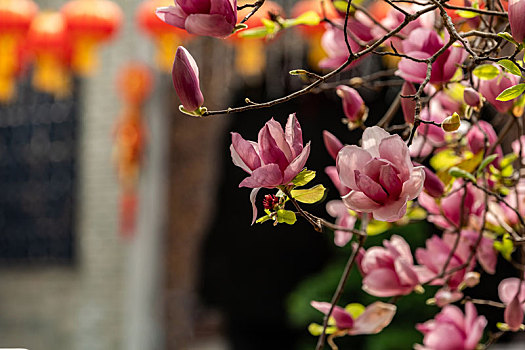珠海北山杨家大院里的紫玉兰花开