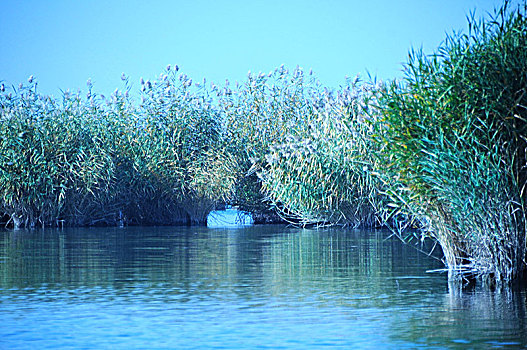 沙湖,湖,芦苇