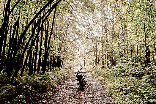 摩托车,小路,树林,俄罗斯