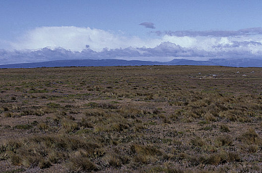 智利,南方,巴塔哥尼亚,潘帕斯草原,草地