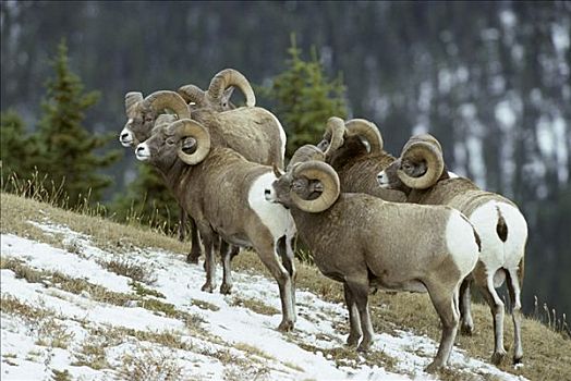 小,听,大角羊,公羊,雪,山,斜坡,加拿大