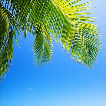 棕榈树,叶子,蓝天,背景